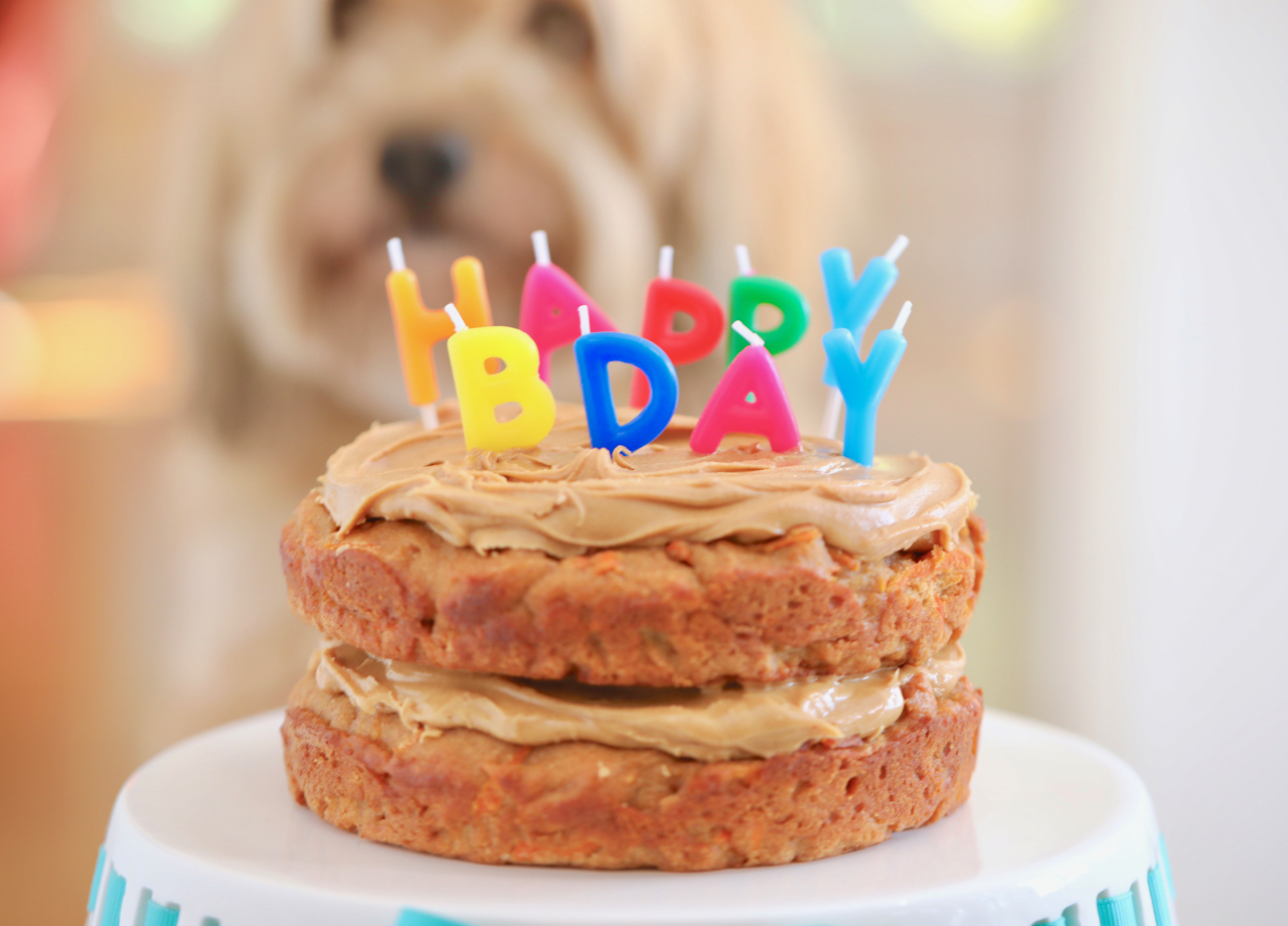 Dog Birthday Cake For Your Furry Friend - Gemma's Bigger Bolder Baking